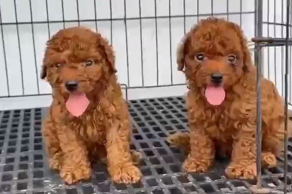 Buy lovable Poodle Puppy from Bangalore